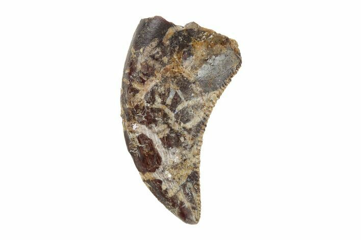 Serrated, Dromaeosaurid Theropod (Acheroraptor) Tooth - Montana #204214